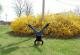 Head Stand and Forsythia