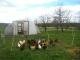 The Hens Enjoy a Spring Day