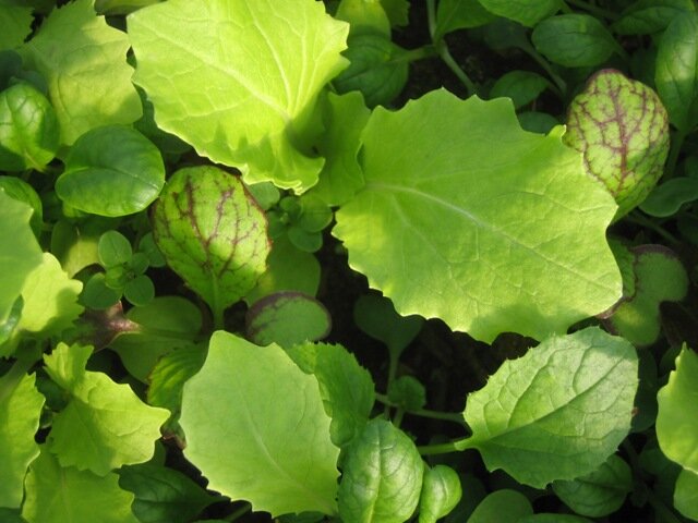 Baby Greens