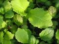 Baby Greens