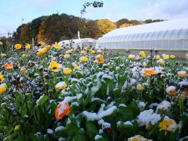 Frost on the Calendula
