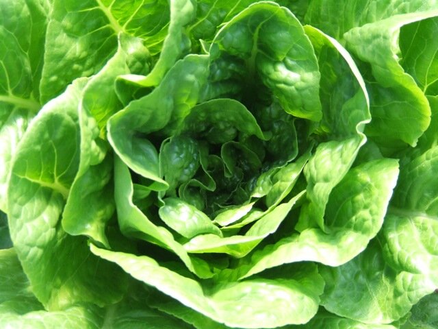 Winter Density Lettuce