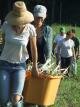 Onion Harvest