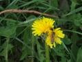 One of our Bee Friends Stops on a Dandelion