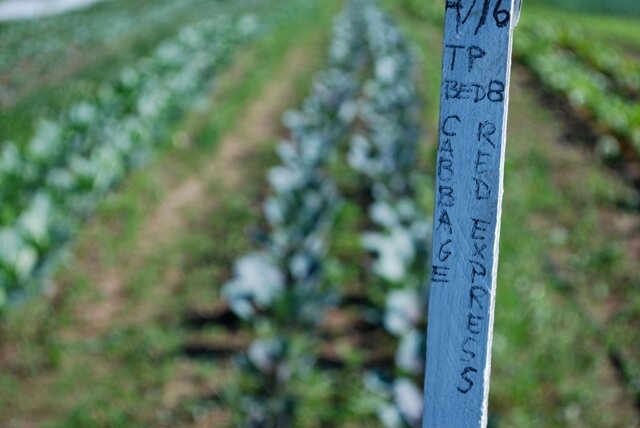Late Brassicas