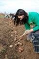Potato Harvest