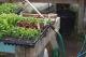 Watering in House 4