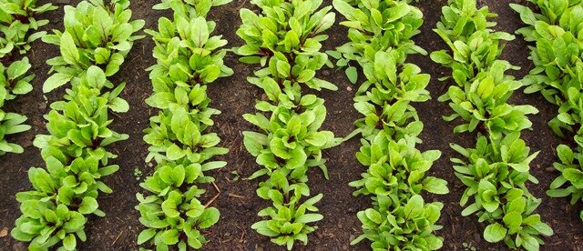 Beets Grow
