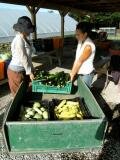 Unloading Summer Squash