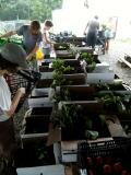 Packing Summer Shares