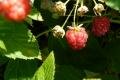 Raspberries from the Hightunnels