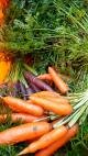 Orange Carrots & Purple Carrots too