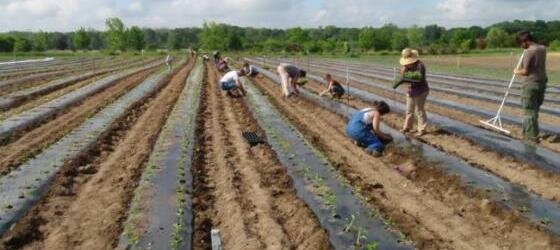 Planting in Southeast