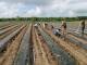 Planting in Southeast