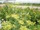 Herb Garden in the EFG