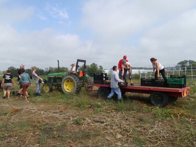 Winter Squash Harvest