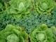 Clover Sown Under the Cabbage