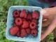 Pints and Pints of Delicious Hightunnel Berries for Sale at Farm Stand