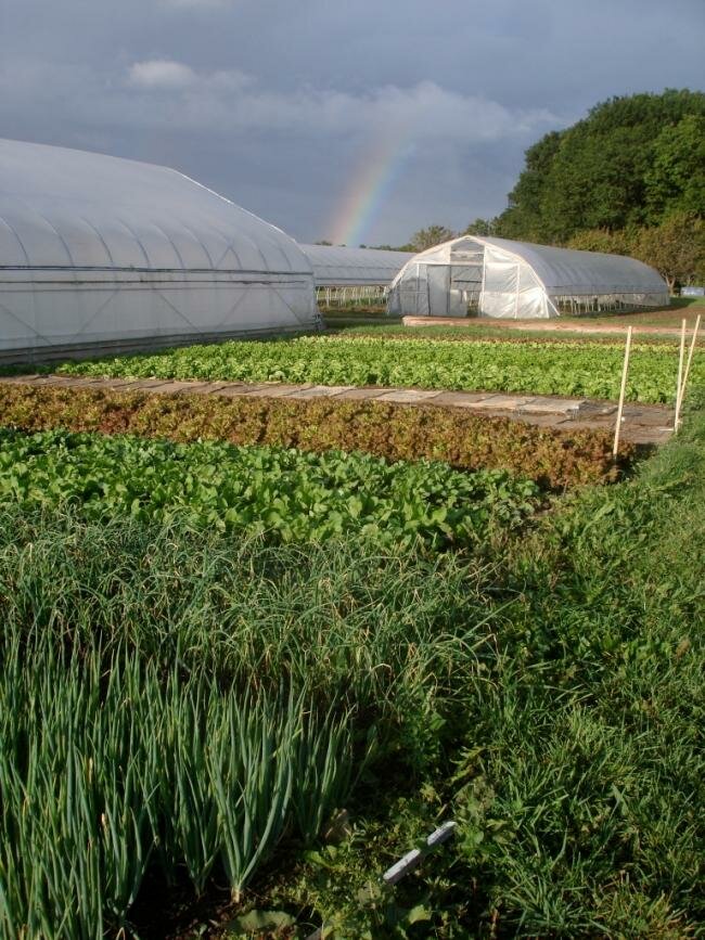 Rainbow in the Salad Garden