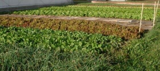 Rainbow in the Salad Garden