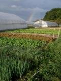 Rainbow in the Salad Garden