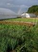 Rainbow in the Salad Garden