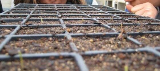 Germination