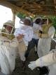 People in Bee Armor