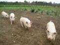 Four Little Piggies