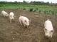 Four Little Piggies