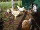 chickenwire