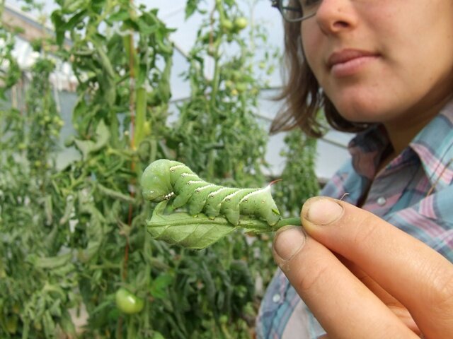 Nora and the Hornworm