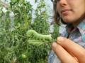 Nora and the Hornworm