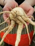 Crazy Parsnip