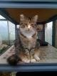 Maci, Farm Cat