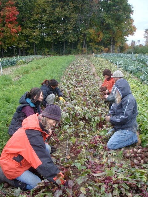 Harvesting Beets in the Cold