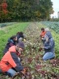 Harvesting Beets in the Cold