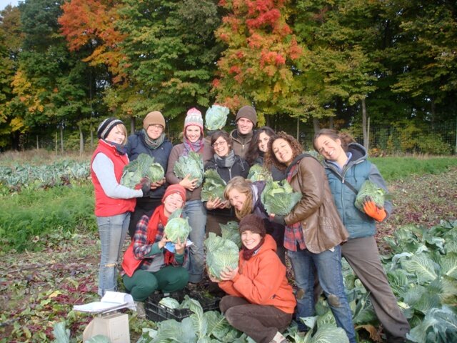 Cabbage Harvest of Love