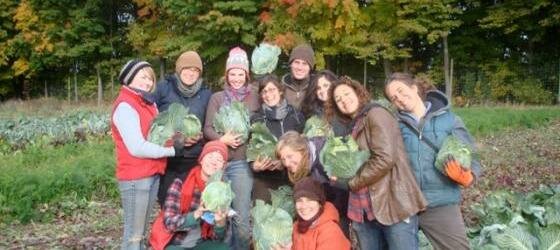 Cabbage Harvest of Love