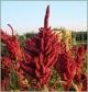 square_red