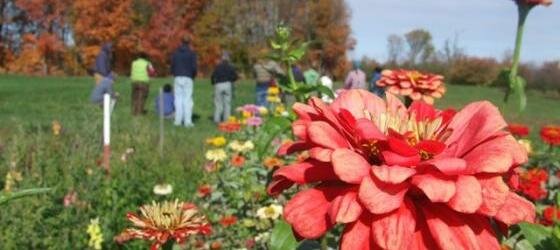 Last Zinnia 