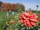 Last Zinnia 